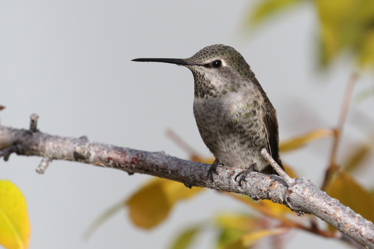 Anna's Hummingbird - ML184836791