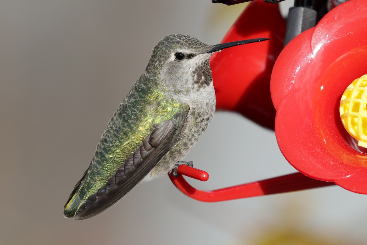 Anna's Hummingbird - ML184836801