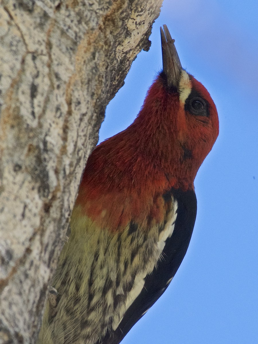 Red-breasted Sapsucker - ML184837541