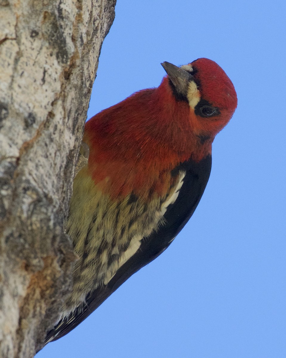 Red-breasted Sapsucker - ML184837571
