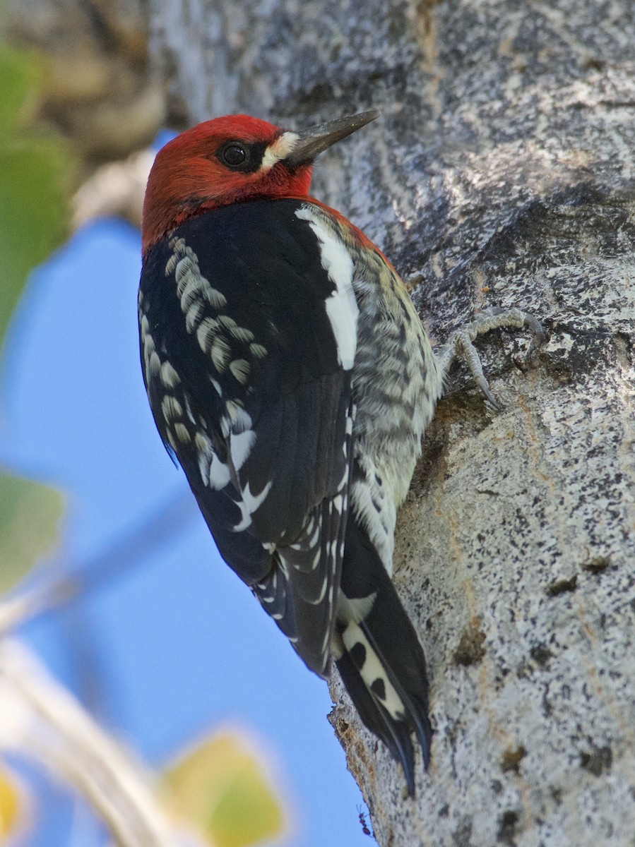 Red-breasted Sapsucker - ML184837591