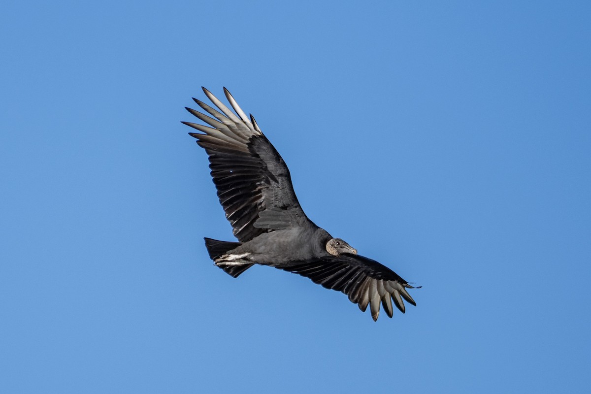 Black Vulture - Ruben Torres