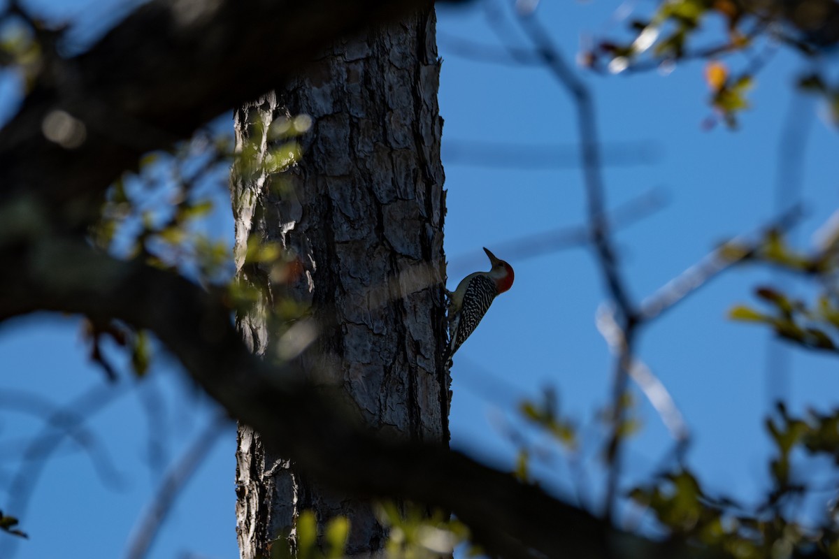 Red-bellied Woodpecker - ML184845221