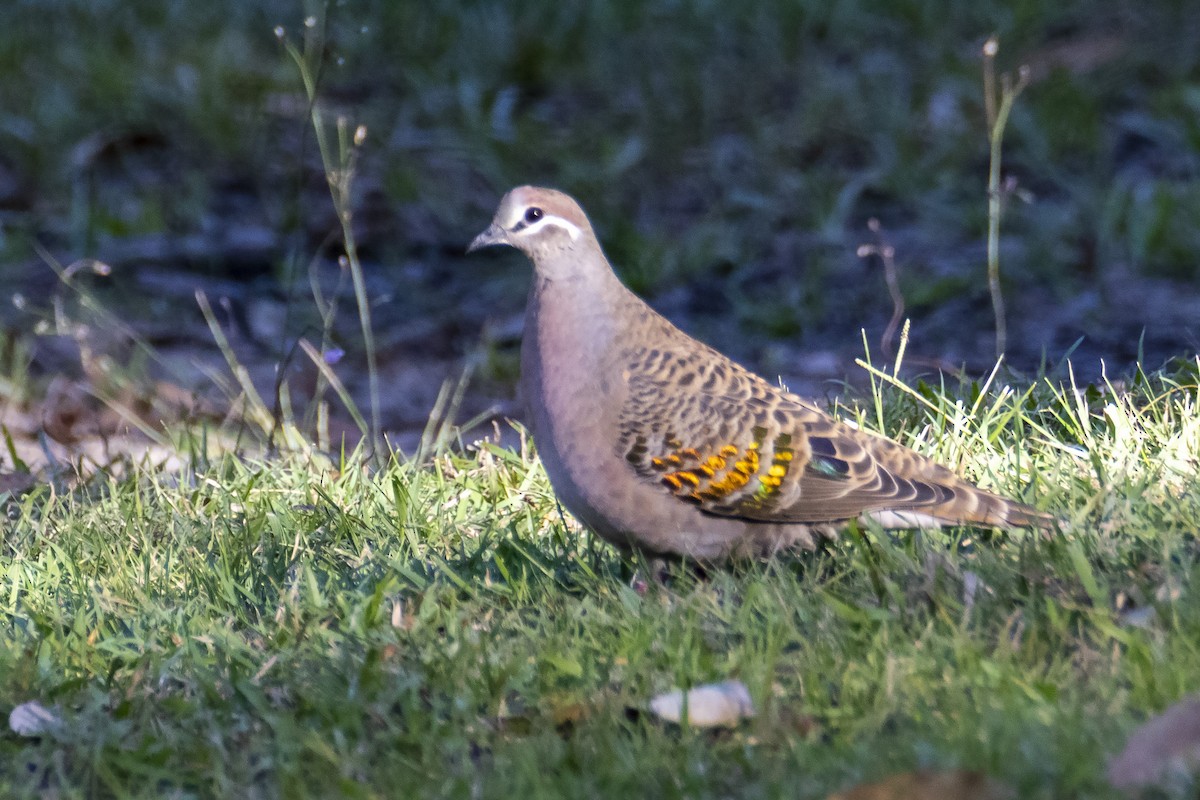 Common Bronzewing - Andreas Heikaus