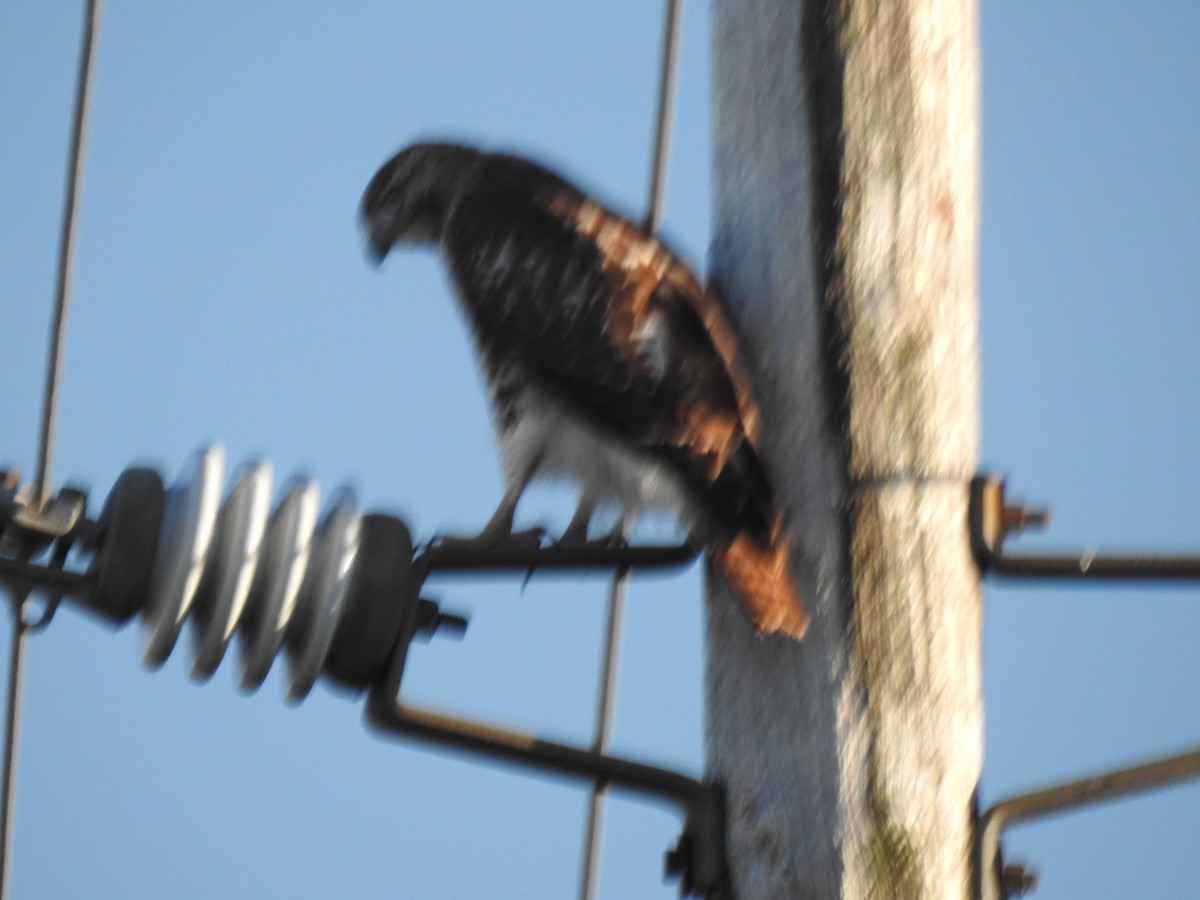 Red-tailed Hawk - ML184849071