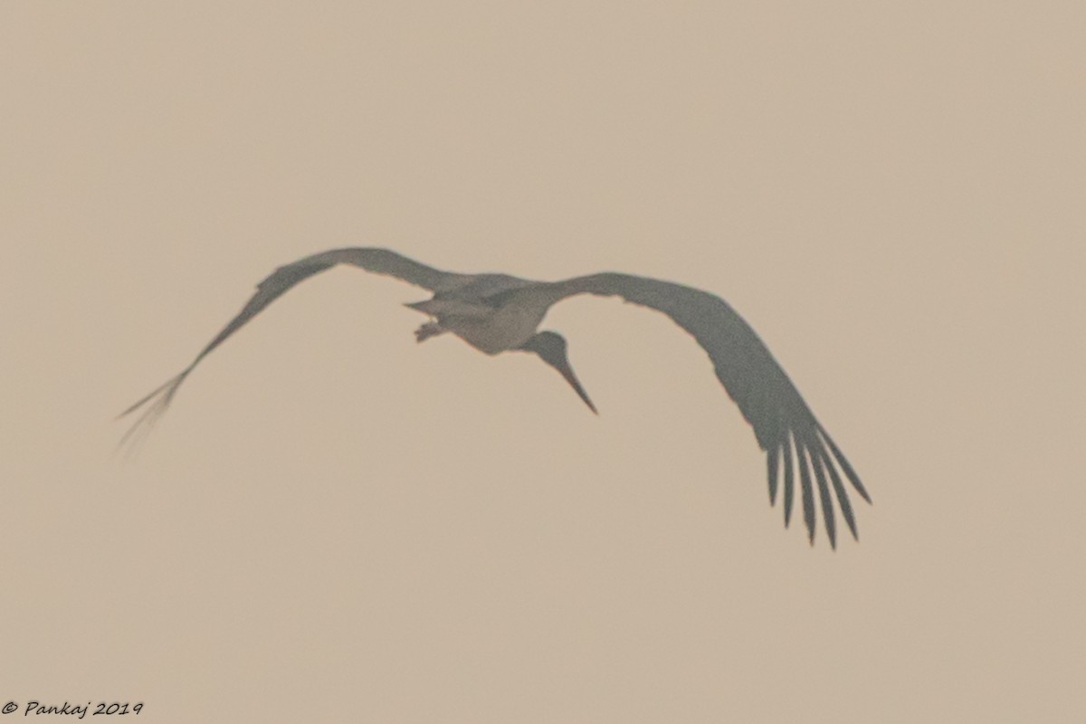 Black Stork - Pankaj Sharma
