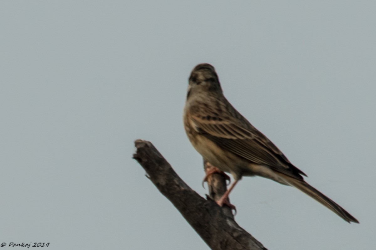 White-capped Bunting - ML184852621