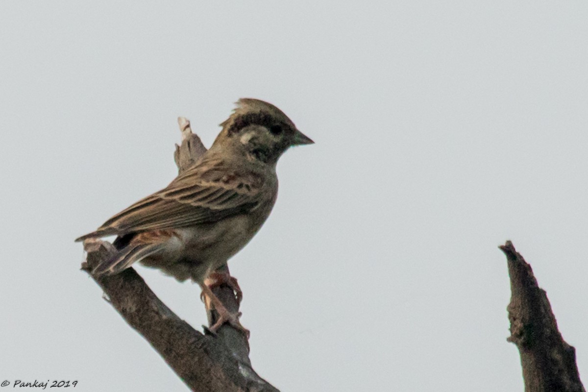 White-capped Bunting - ML184852631