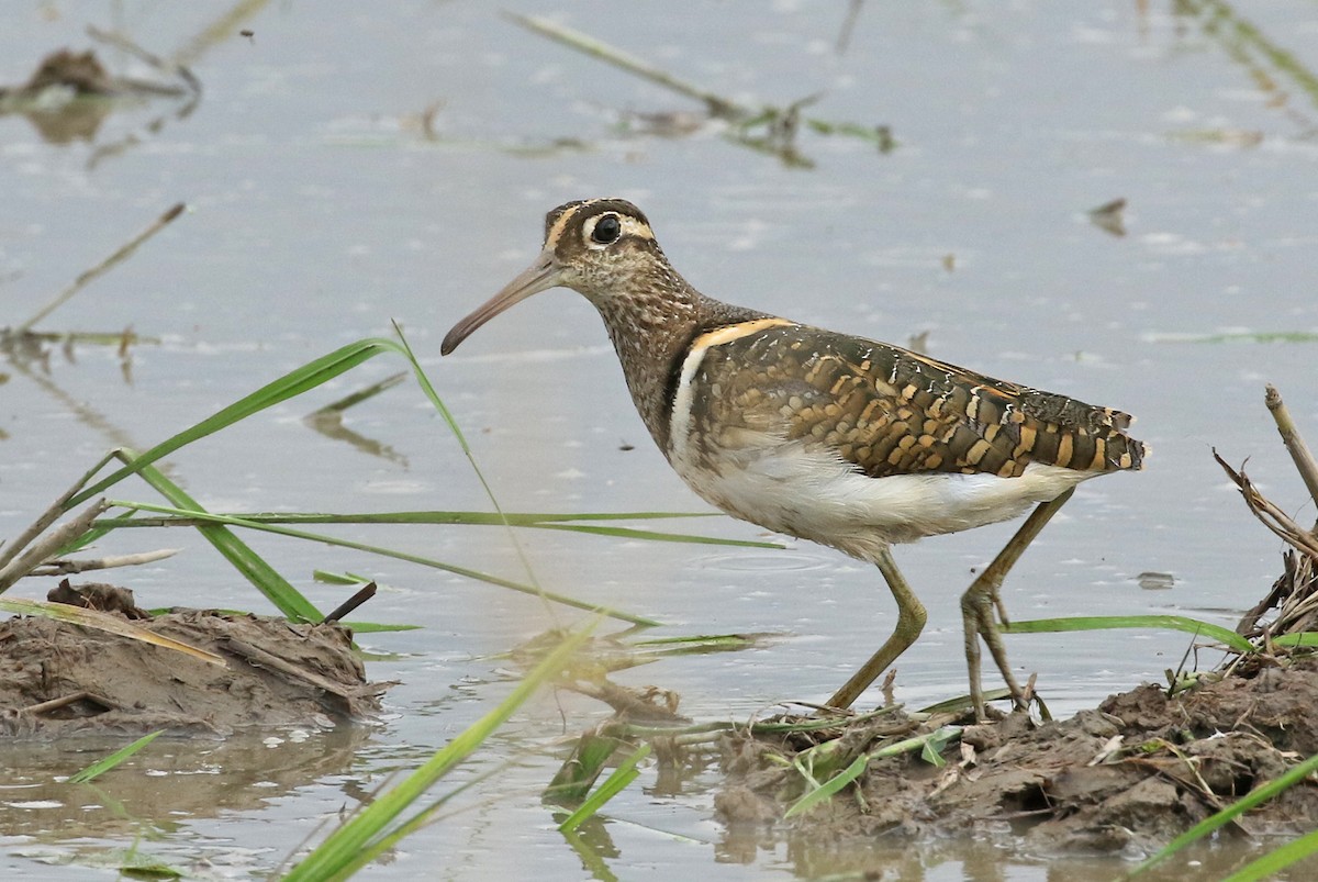 Greater Painted-Snipe - ML184858991