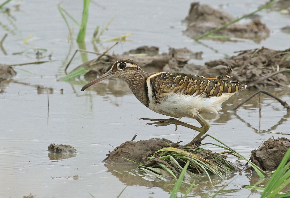 Greater Painted-Snipe - ML184859011