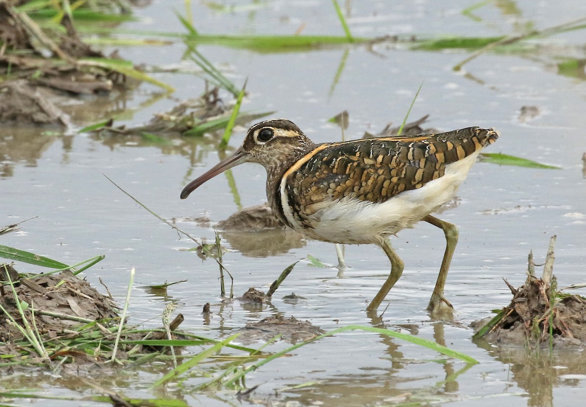 Greater Painted-Snipe - Dave Bakewell