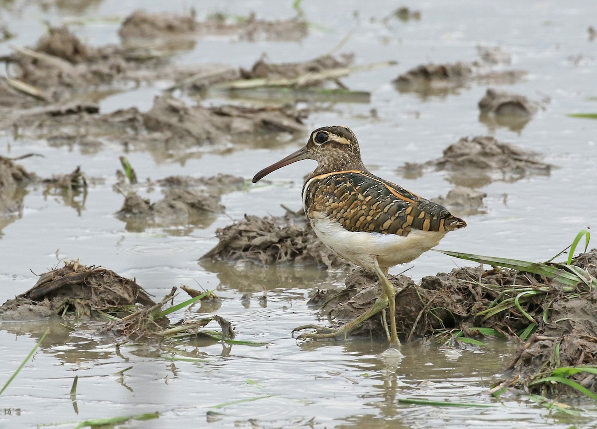 Greater Painted-Snipe - ML184859041