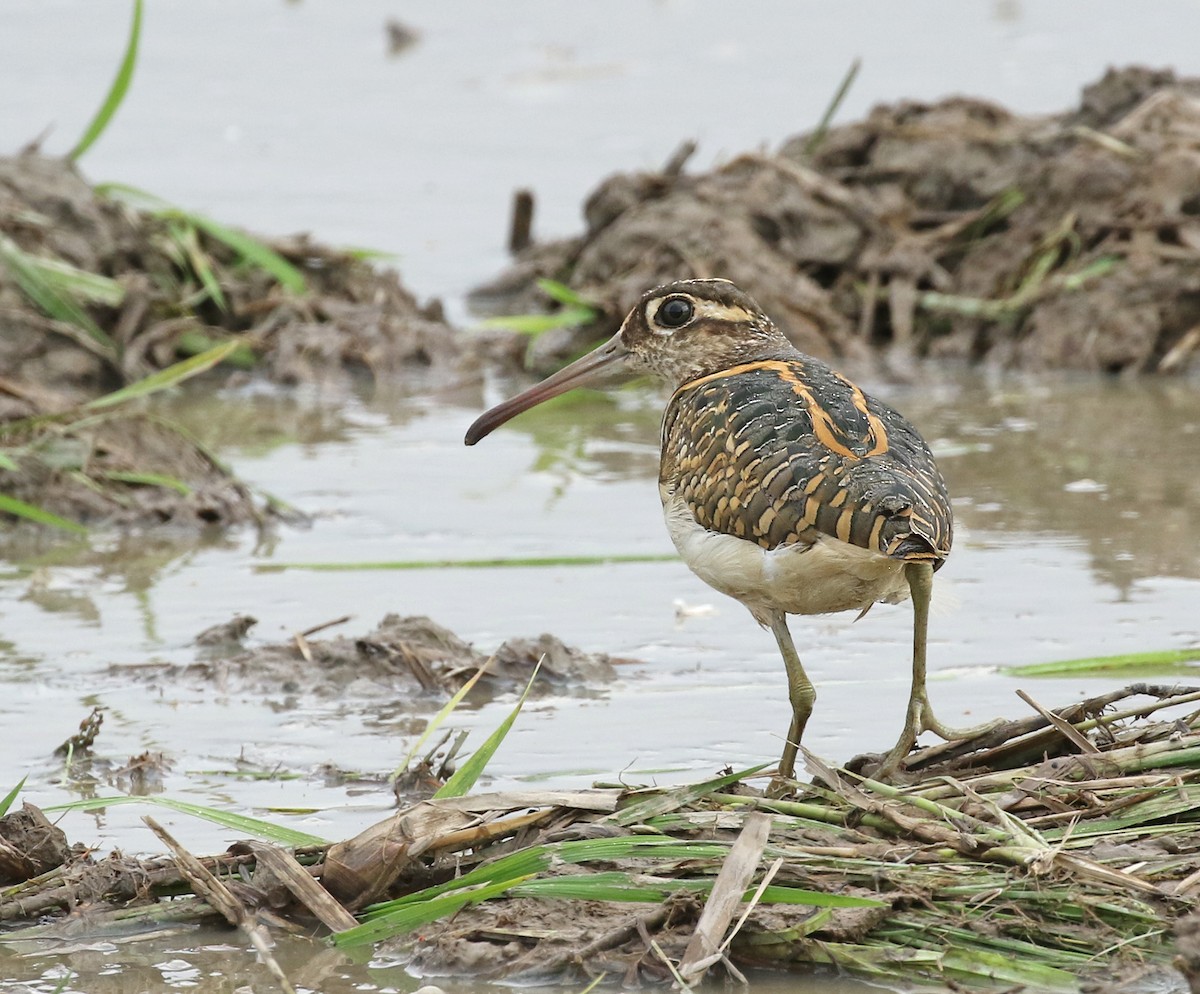 Greater Painted-Snipe - ML184859051