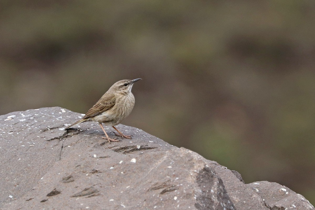 Yellow-tufted Pipit - ML184860041