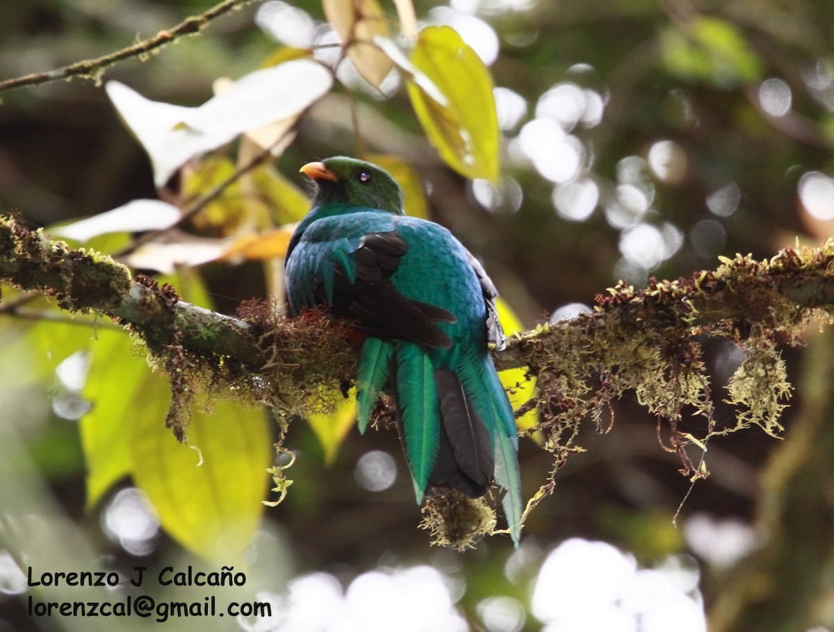 Golden-headed Quetzal - Lorenzo Calcaño