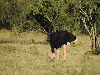 Common Ostrich, ML184862201