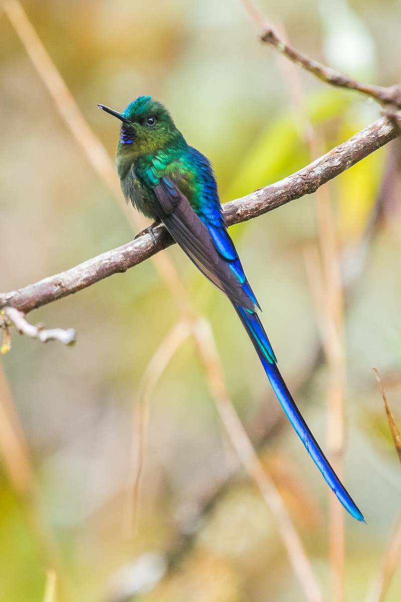 Violet-tailed Sylph - ML184865221