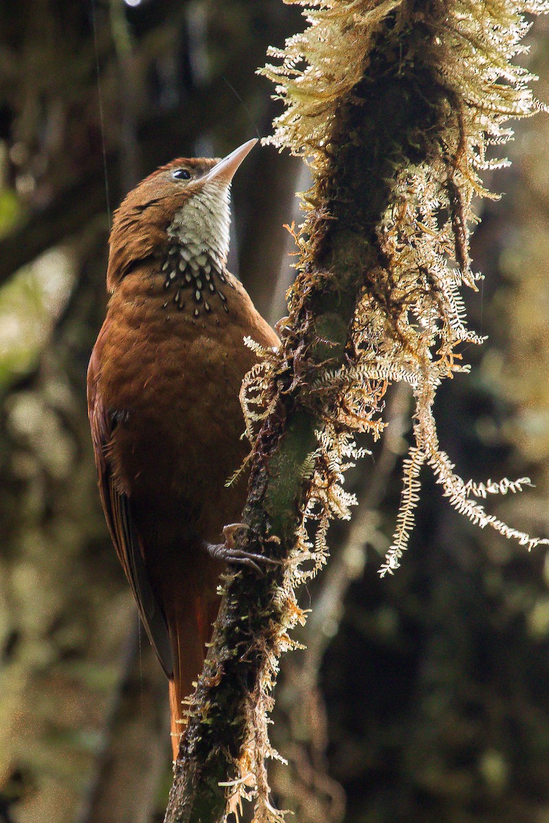 Fulvous-dotted Treerunner - ML184865761