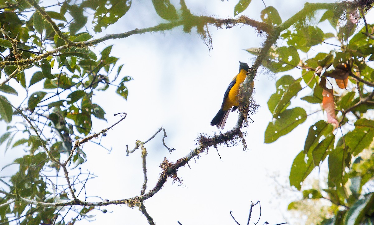 Black-chinned Mountain Tanager - ML184865791
