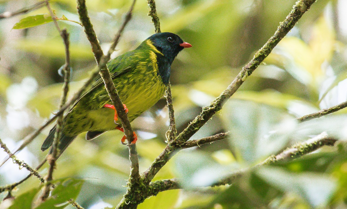 Green-and-black Fruiteater - ML184865801