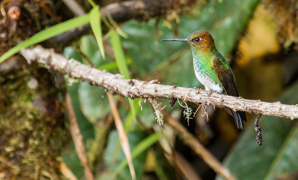 kolibřík zelenkavý - ML184865841