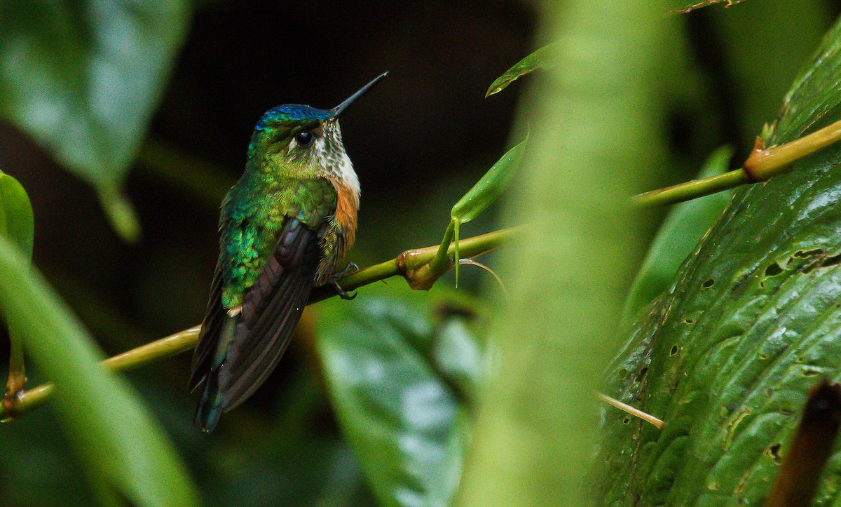 Violet-tailed Sylph - ML184866251