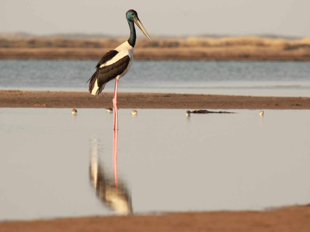 Black-necked Stork - Krishna Murthy