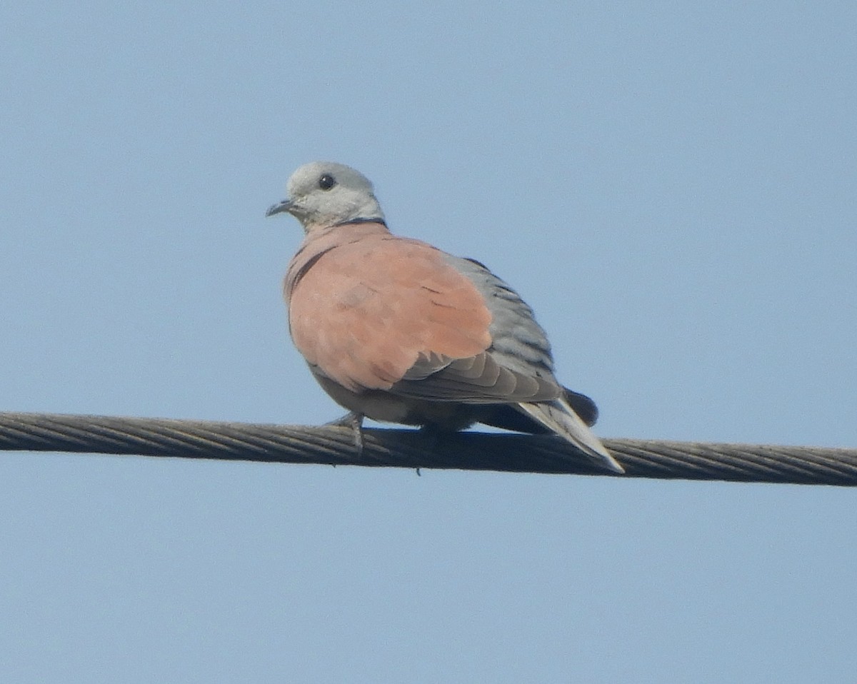 Red Collared-Dove - ML184867111