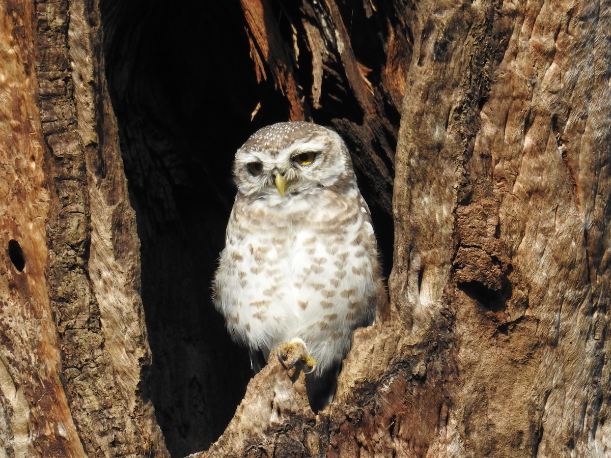 Spotted Owlet - ML184868351