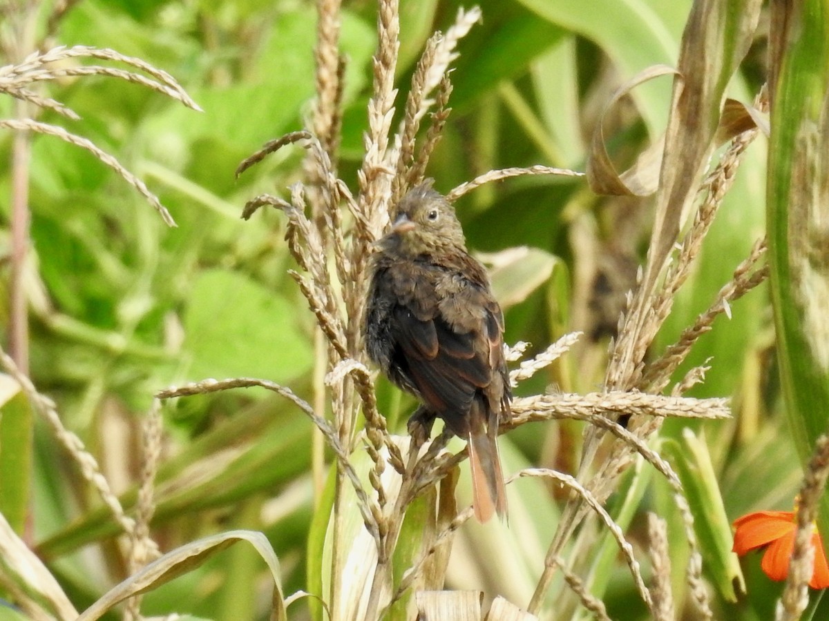 Crested Bunting - ML184868761