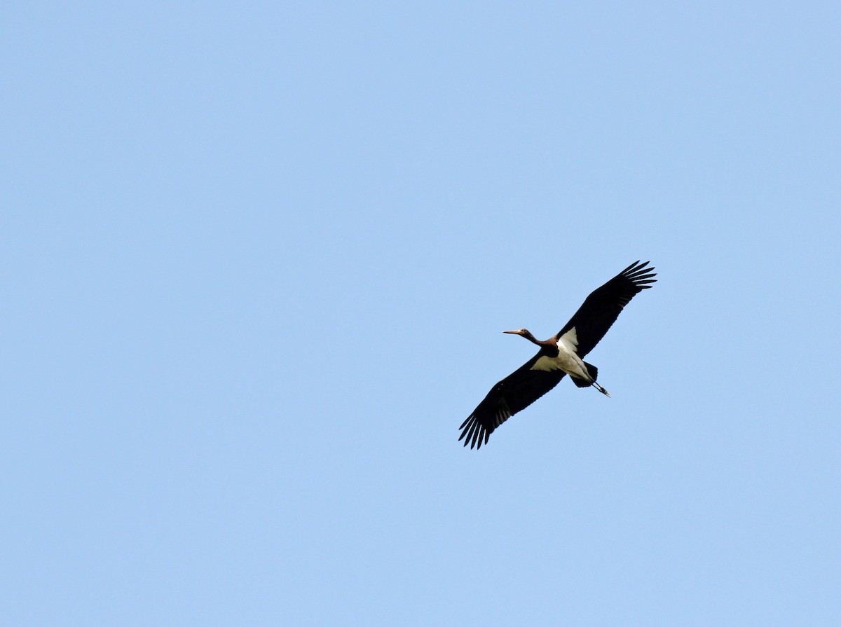 Black Stork - Krishna Murthy