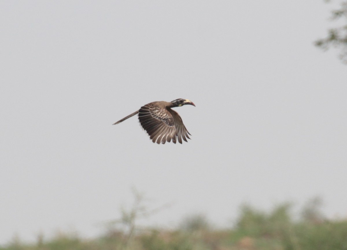 African Gray Hornbill - ML184872991