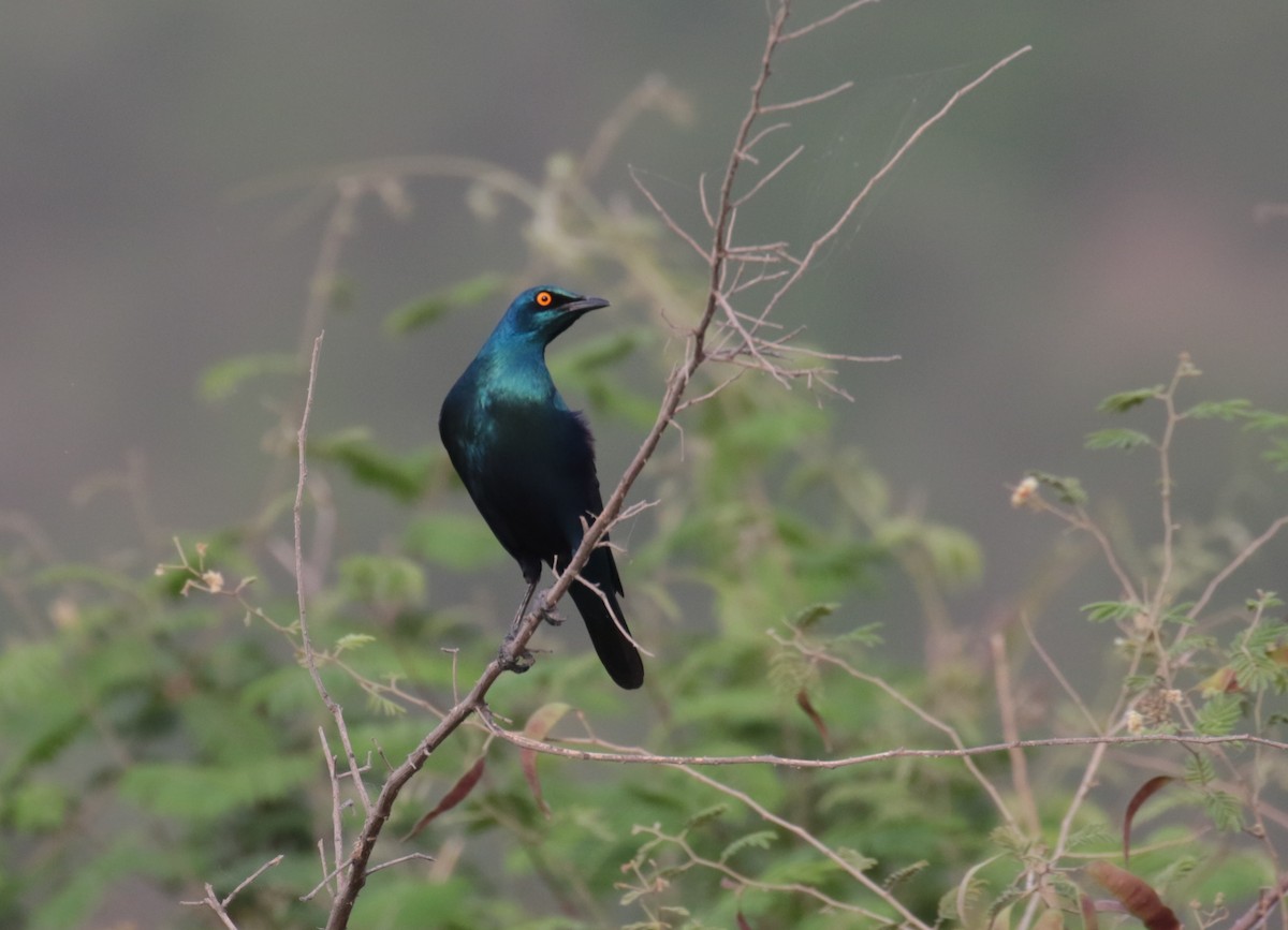 Greater Blue-eared Starling - ML184873381