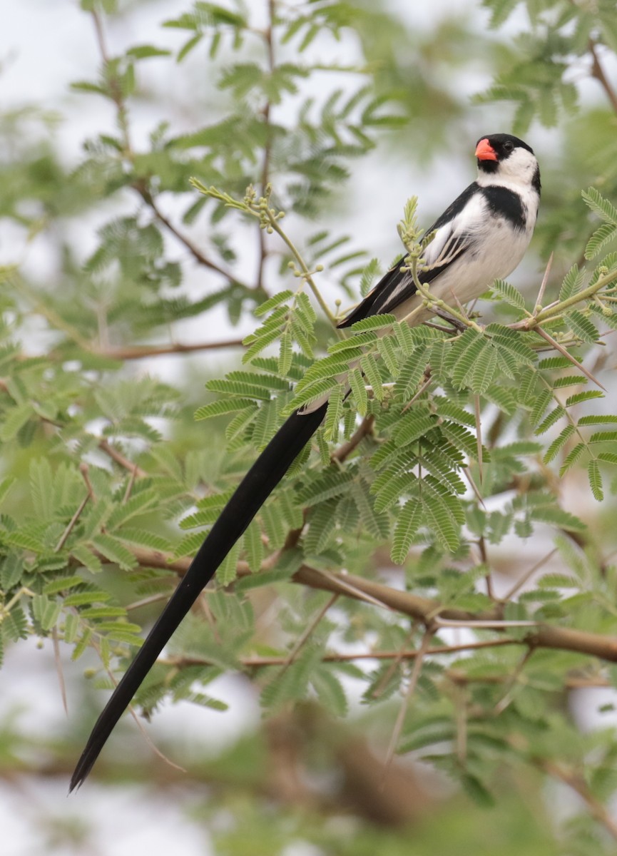 Pin-tailed Whydah - ML184873431
