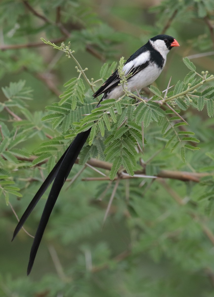 Pin-tailed Whydah - ML184873441