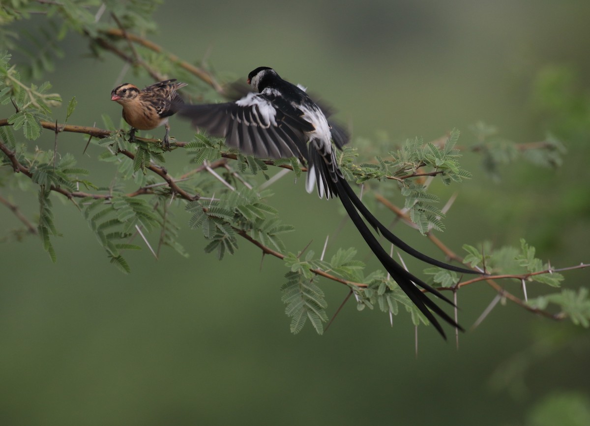 Pin-tailed Whydah - ML184873451
