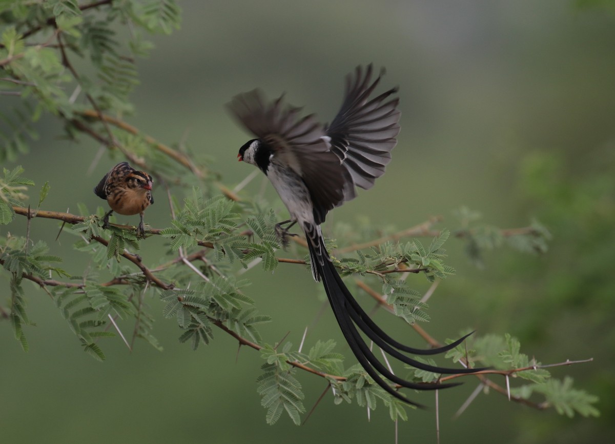 Pin-tailed Whydah - ML184873461