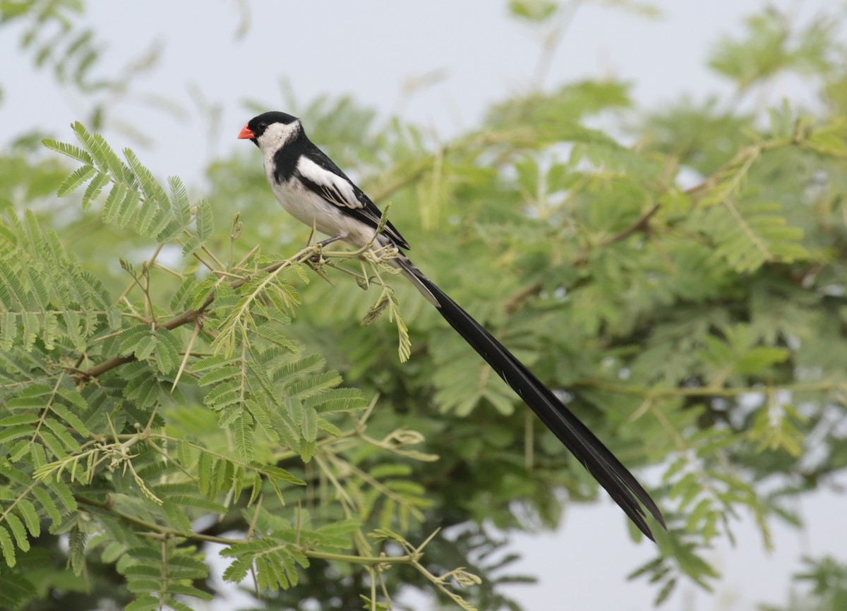 Pin-tailed Whydah - ML184873471