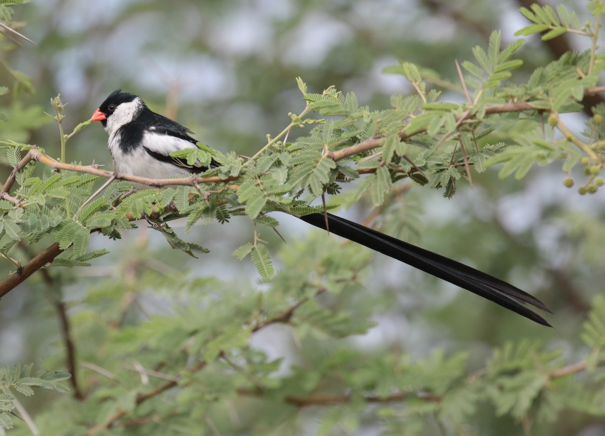 Pin-tailed Whydah - ML184873491