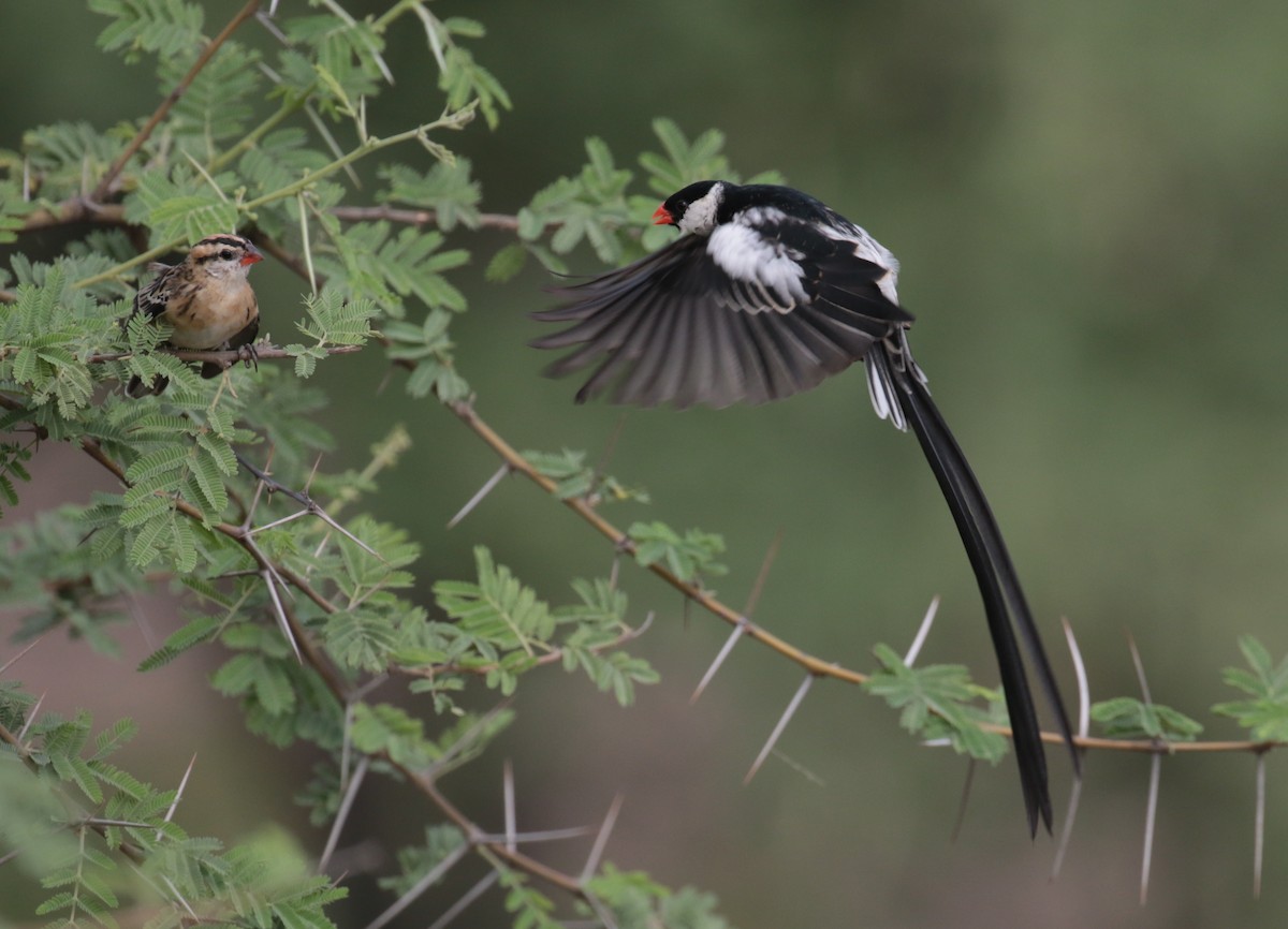 Pin-tailed Whydah - ML184873511