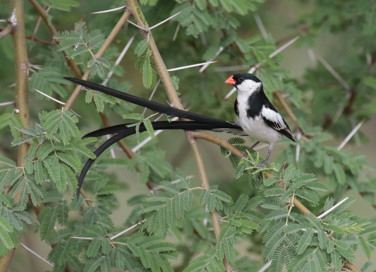 Pin-tailed Whydah - ML184873521