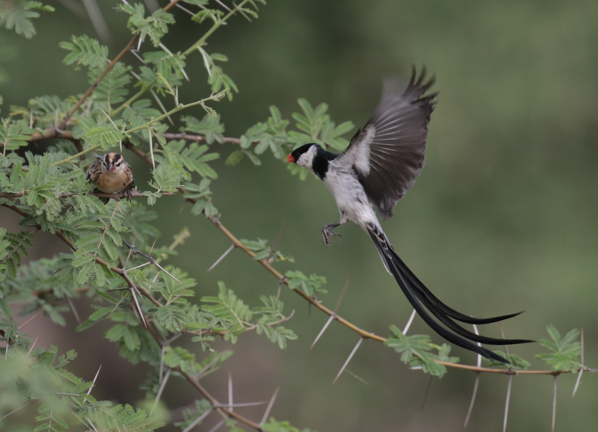 Pin-tailed Whydah - ML184873541