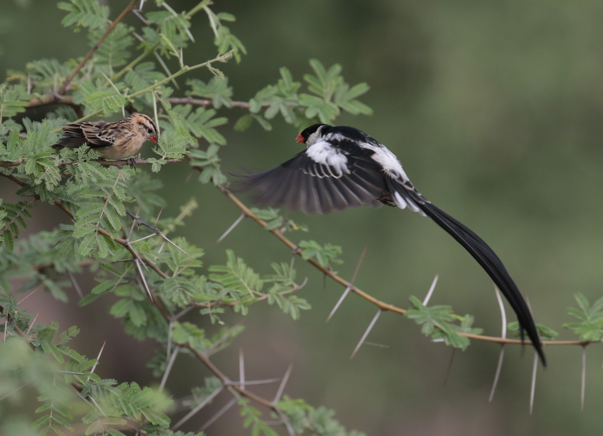 Pin-tailed Whydah - ML184873551