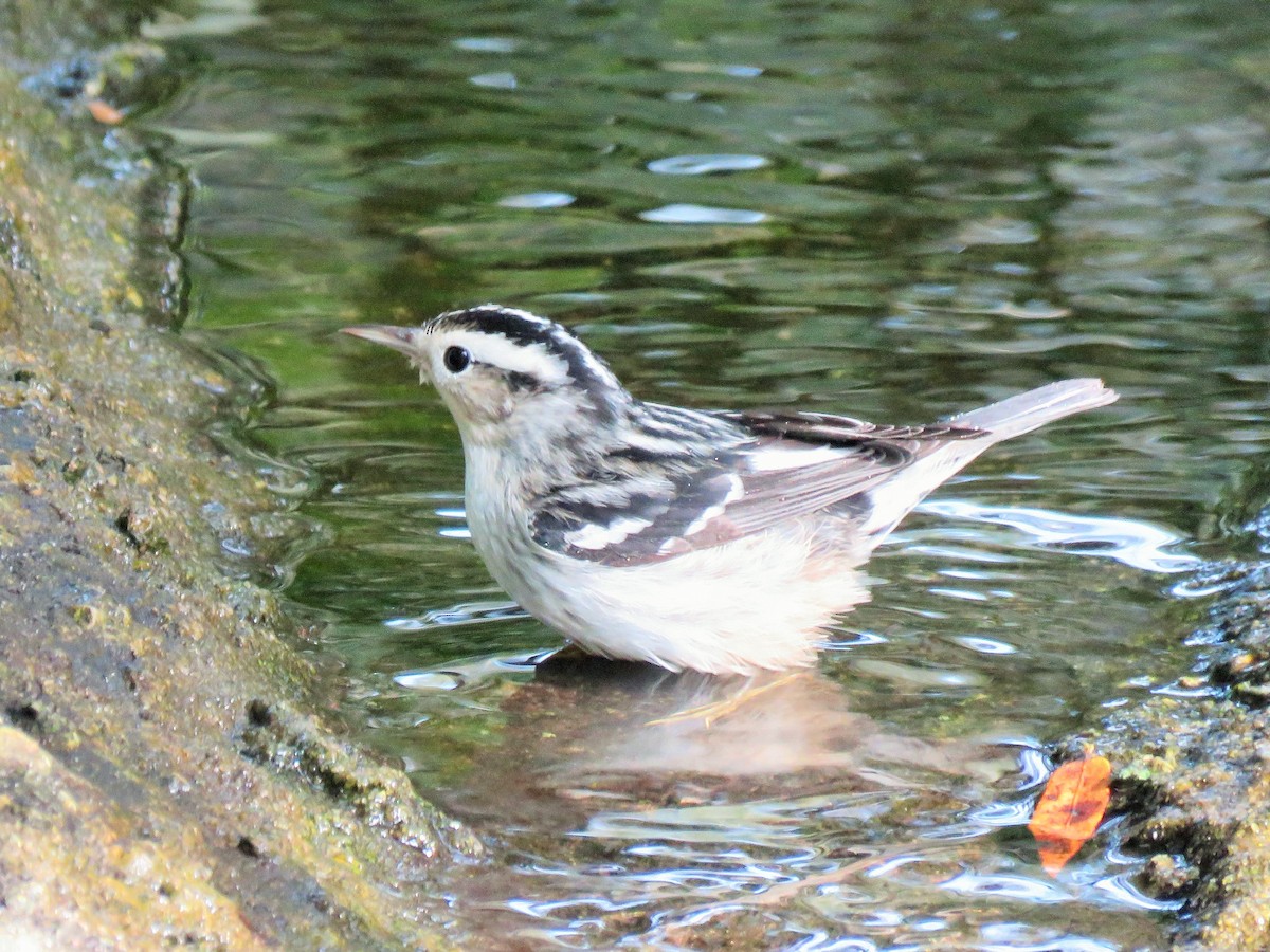 Black-and-white Warbler - ML184882201