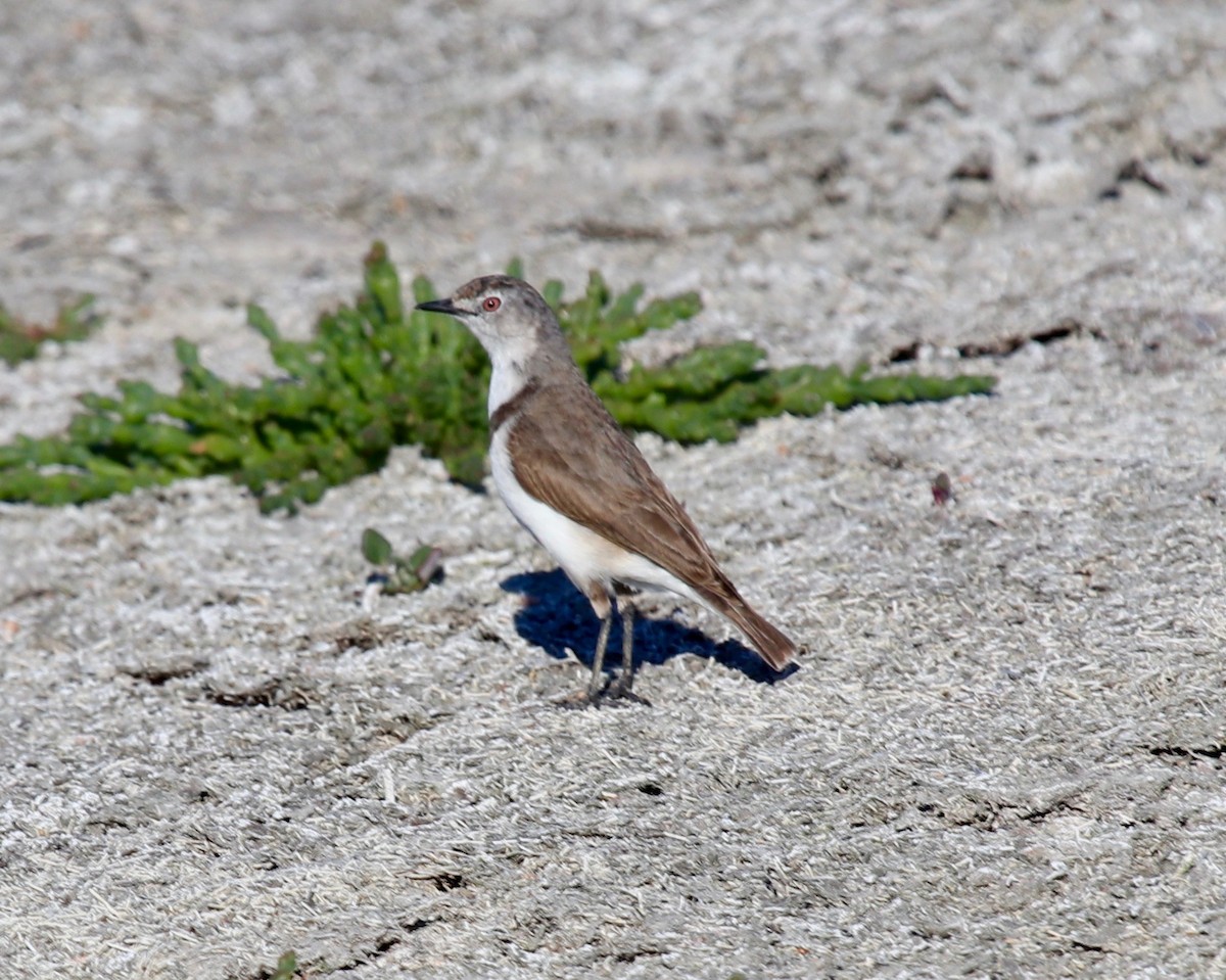 White-fronted Chat - ML184882231