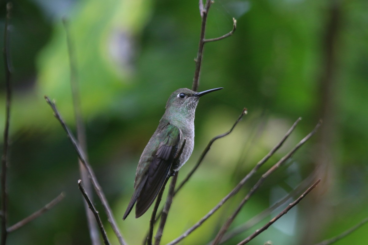 Sombre Hummingbird - ML184885691