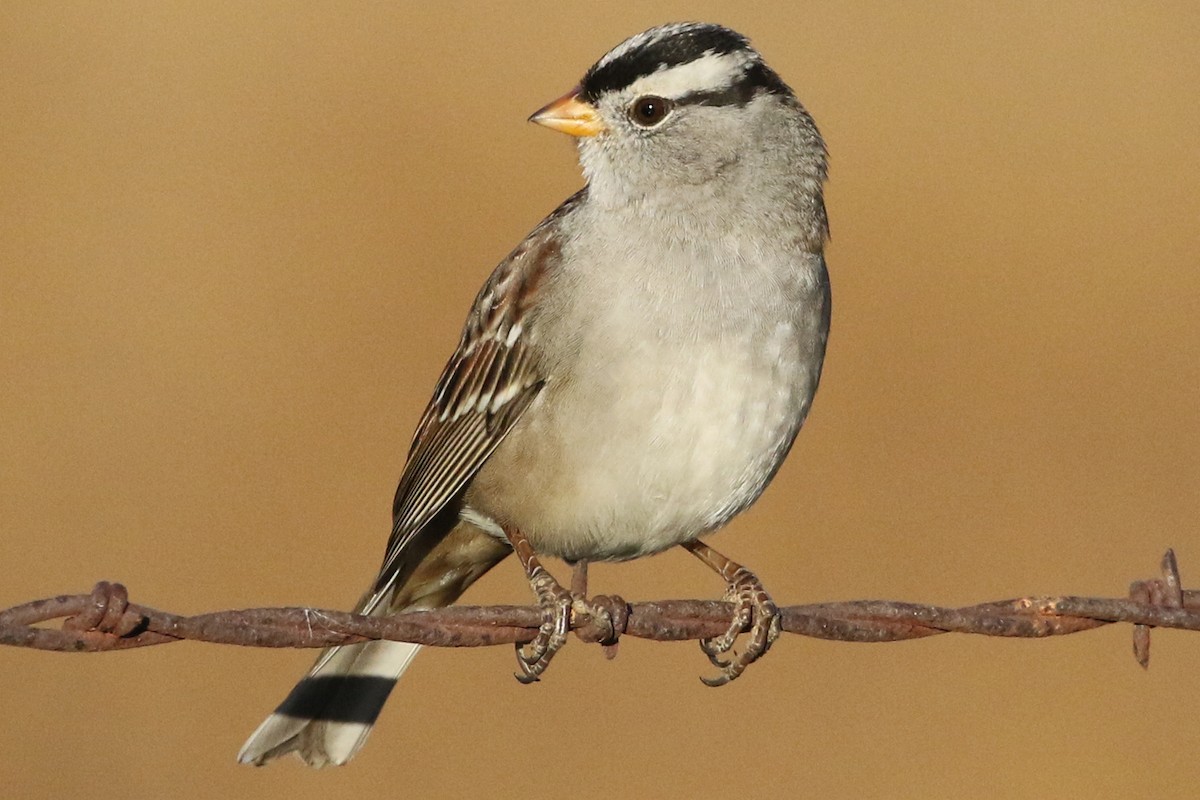 White-crowned Sparrow (Gambel's) - ML184887391