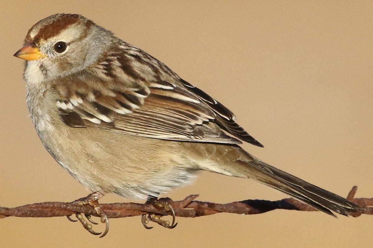 White-crowned Sparrow (Gambel's) - ML184887401