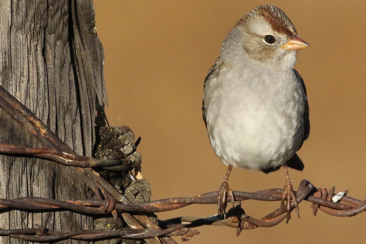 White-crowned Sparrow (Gambel's) - Stephen Fettig
