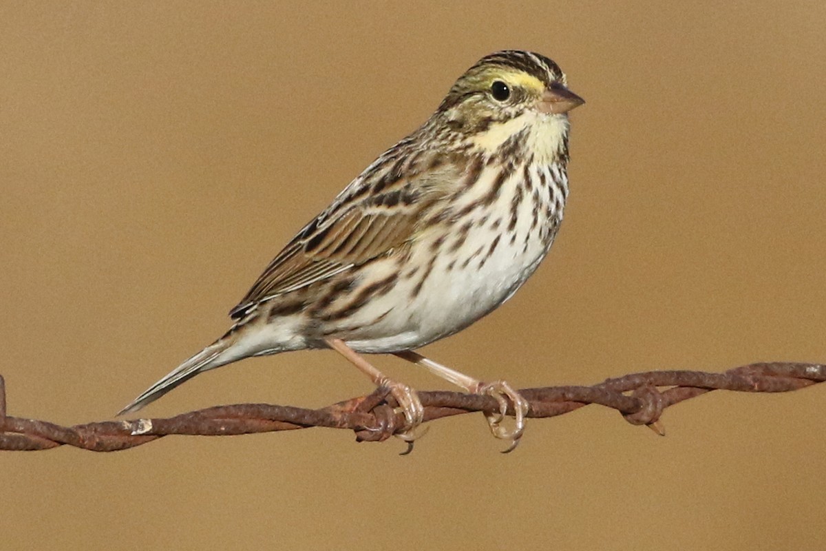 Savannah Sparrow - ML184887471